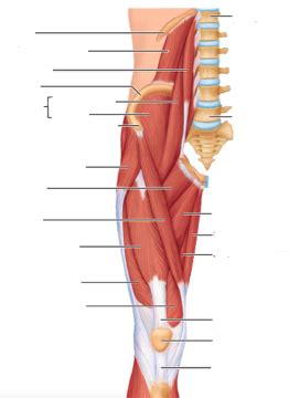 Hip Thigh Pt 1 Diagram Quizlet