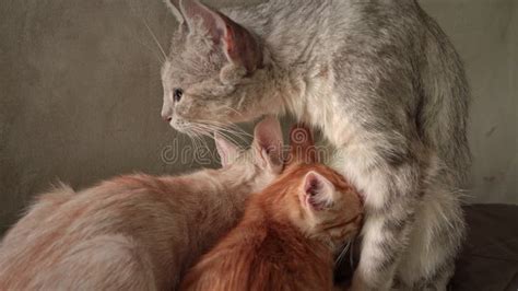 Homeless And Sad Mother Cat Feeds Her Adult Kittens On The Street Stock