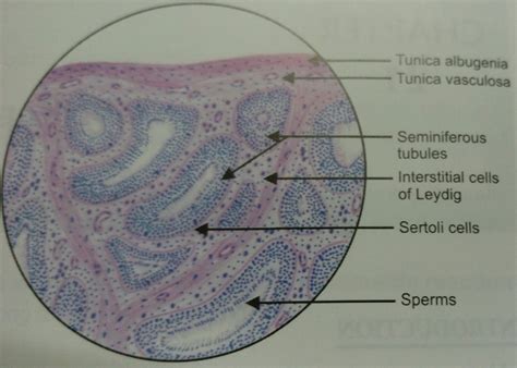 Normal Testis Histology