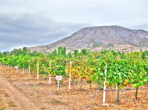 5 Reasons to Try Turkish Wine While in Turkey - Europe Up Close