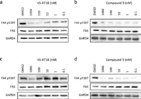 Inhibition Of Fak Autophosphorylation In Scc Cells Ab 5 And Vs 4718