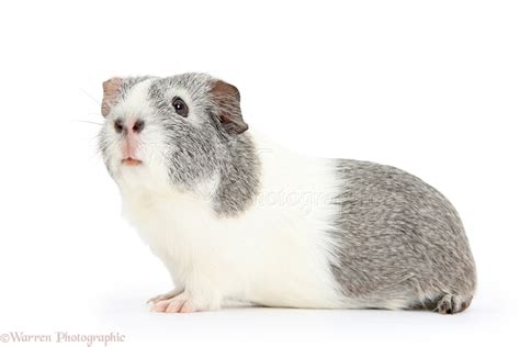 Silver-and-white Guinea pig photo WP37389