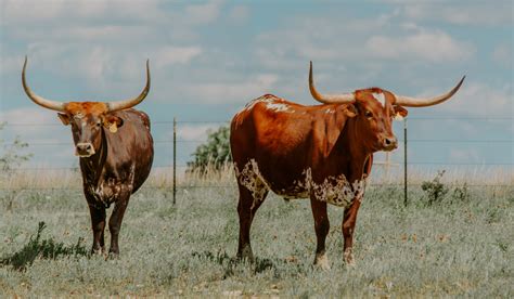 9 Brown And White Cow Breeds Farmhouse Guide