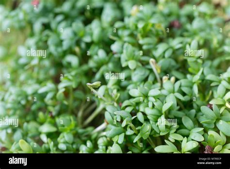 Fresh Green Cress Leaves Macro Stock Photo Alamy