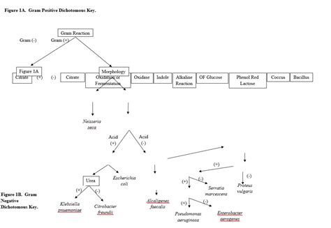 Lab 6 Biochemical Tests And Dichotomous Keys BI302 Clinical