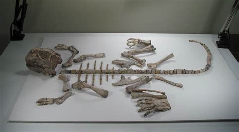 Psittacosaurus Fossils from China