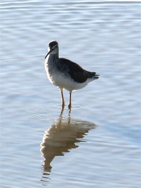 Greater Yellowlegs From South Side Corpus Christi Tx Usa On October