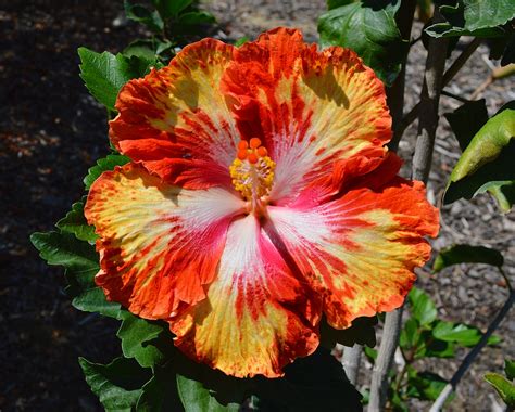 Exotic hibiscus flowers from my Southern California garden