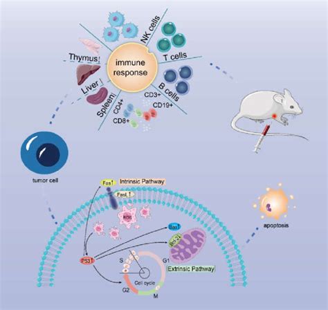 Possible Mechanism Of Action Of DLP120 In H22 Tumor Bearing Mice