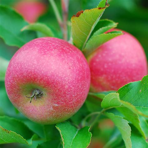 Red Delicious Apple Tree – Green Thumbs Garden