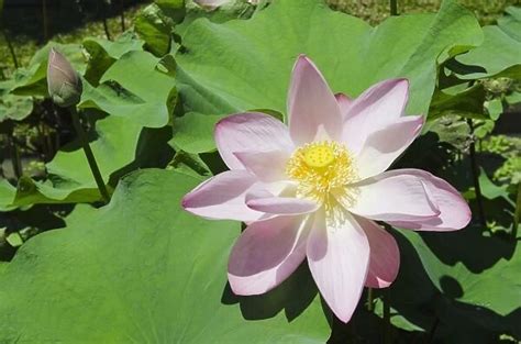 Lotus Or Indian Lotus Nelumbo Nucifera Flower Ubud