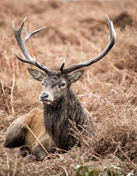 Red Deer Stag In Richmond Park Landscape During The Rutting Seas