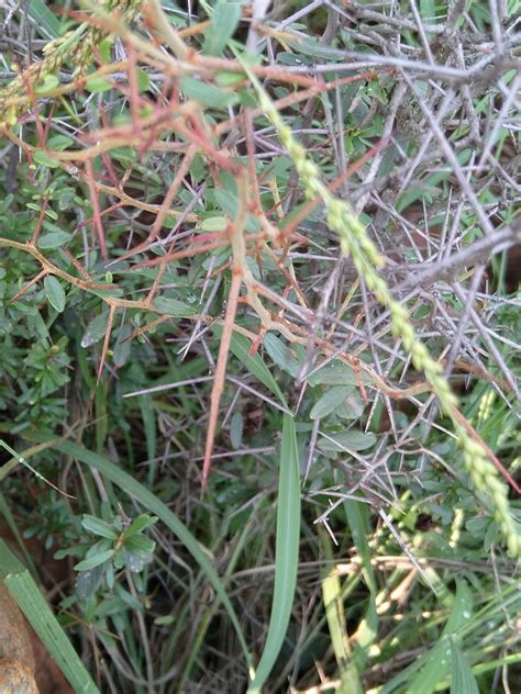 Buffalo Spikethorn From Carletonville South Africa On January