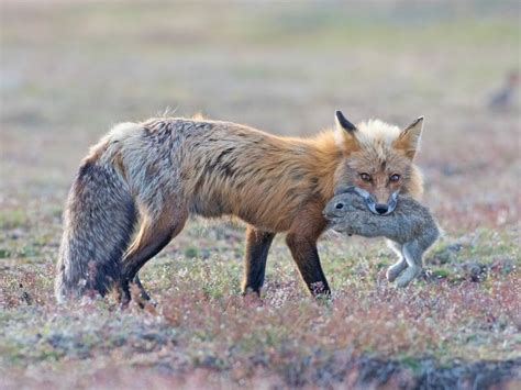 Fox And Rabbit The End Of The Hunt Smithsonian Photo Contest Smithsonian Magazine