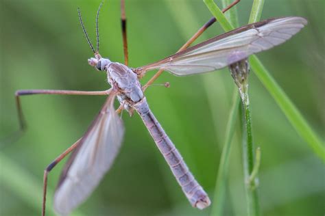 Tipula Paludosa M Wiesenschnake Tipula Paludosa C Hans