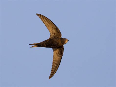 pewit swifts