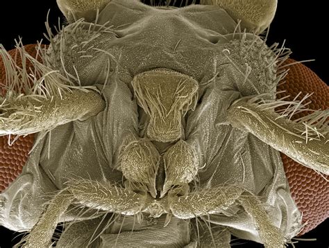 Caddisfly Head Sem Photograph By Steve Gschmeissner Fine Art America