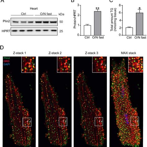 Regulation Of Plin A Immunoblot Analysis Of Plin Using Protein