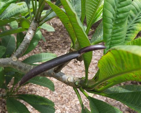 Plumeria Seed Pods Plumeria Today In Seed Pods Flower Seeds