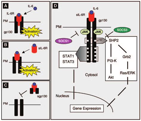 Mechanisms Of IL 6 Activation A IL 6 Classically Activates Cells By