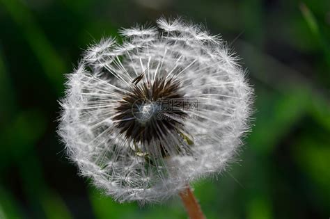 达当量宏观草地农村植物土地植物群种子生长牙齿生活高清图片下载 正版图片320596519 摄图网