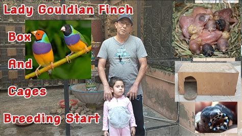 Lady Gouldian Finch Breeding Tips Gouldian Finch Nest Box Cage