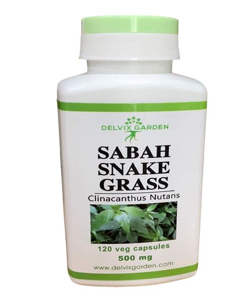 27 Sabah Snake Grass Benefits And Medicinal Uses - Booboone.com