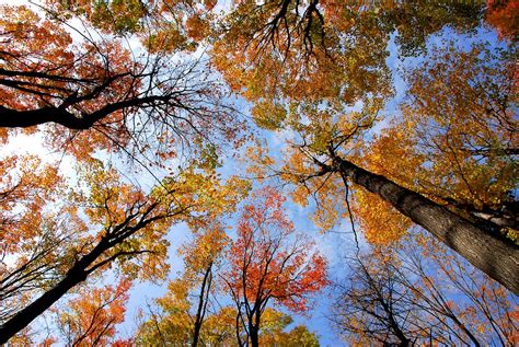 Rapporto Piccoli Comuni E Alberi Monumentali Ditalia Rota Fai