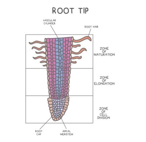 Ch 10 Plants Flashcards Quizlet