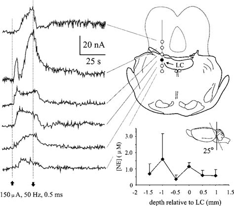 Monoamine Oxidation Responses In The Dorsal Horn Lamina Iv At 800 M