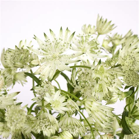 Ivory White Wedding Astrantia