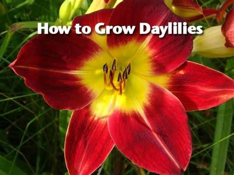 Daylily Care Growing Daylilies How When And Where Plant Care