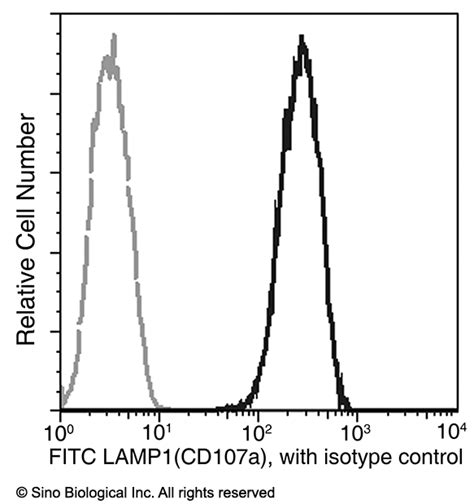 Recombinant Anti Lamp1 Antibody Fitc Rabbit Mab 11215 R107 F Sino Biological