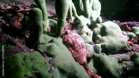 Porifera Sea Sponge Lubomirskiidae And Spongillidae Underwater Of Lake