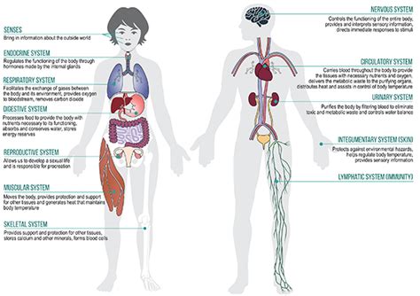 Physiology | M.H.Foundation's Homoeopathic Medical College and Hospital