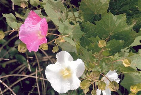 Hibiscus mutabilis (NN) - ABCeeds