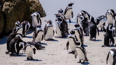 Premium Photo Boulders Beach In Simons Town Cape Town South Africa