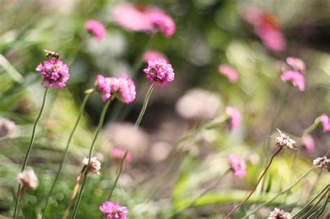 Some Pink Flowers Are Growing In The Grass