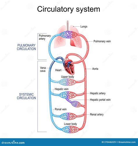 Pulmonary And Systemic Circulation Pathway