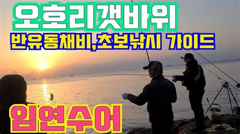 새벽에도 임연수어 잘올라옵니다오호리갯바위 가족들과 손맛보러 출발 Youtube