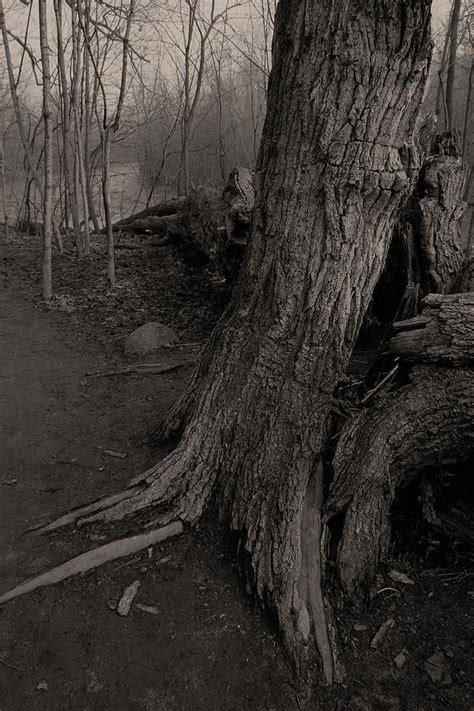 Old Oak Photograph By Jim Vance Fine Art America