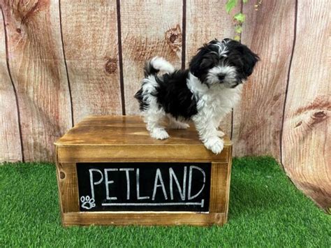 Maltipoo Puppy Black White Id27084 Located At Petland Lake St Louis