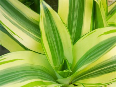 Best Plants For Cleaning Indoor Air Hgtv