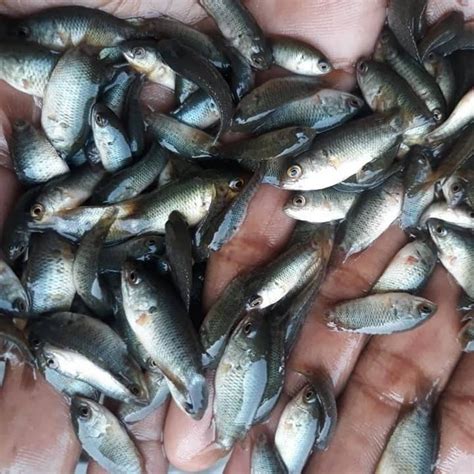 Tilapia Fish Seed 26 32 Degree C For Fish Farming At Rs 2 50 Piece In