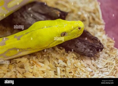 Purple Reticulated Python Morphs