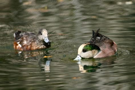 New Mexico wildlife photography | Photo Feathers