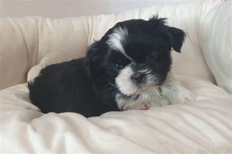 Chiots Type Shih Tzu Uncompagnon Fr