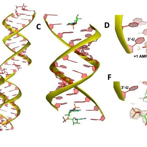 Crystal structure of RNA/AMP complex. (A) Diagram and designed duplex ...