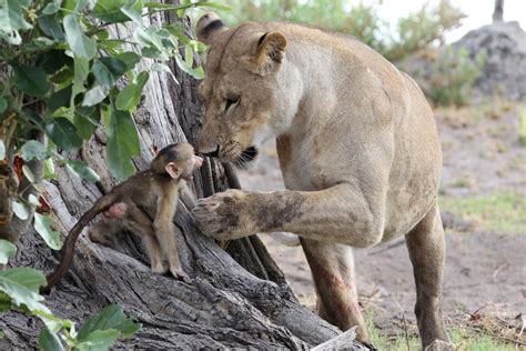 Lioness Has Incredible Interaction With Baby Baboon During Gripping ...