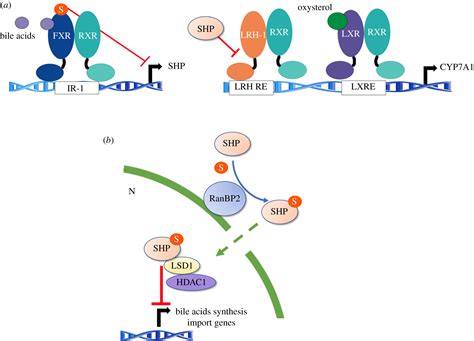 SUMOylation In The Control Of Cholesterol Homeostasis Open Biology